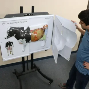 Anatómia kravy - 3D flip chart