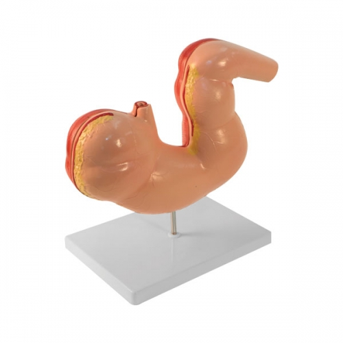 Model žalúdka koňa – Obrázok 3