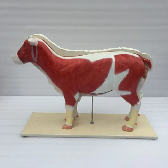 Model ovce