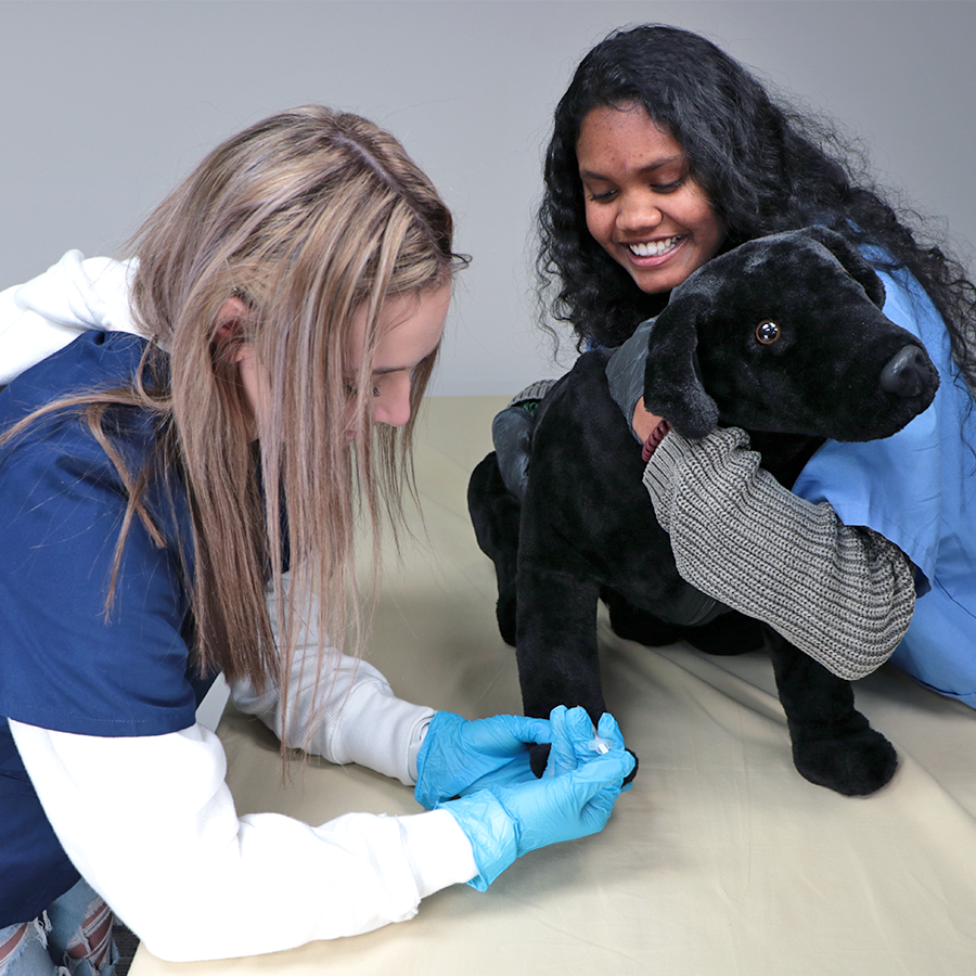 Veterinárny tréner psov – Obrázok 3