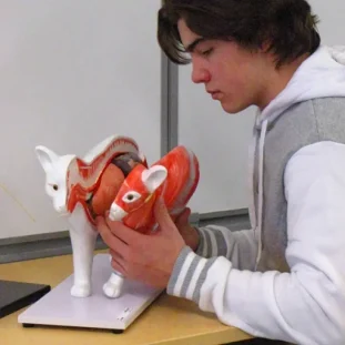 Model mačky