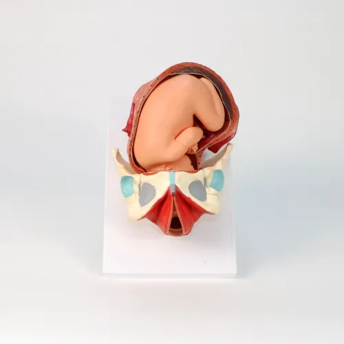 Pôrodný model