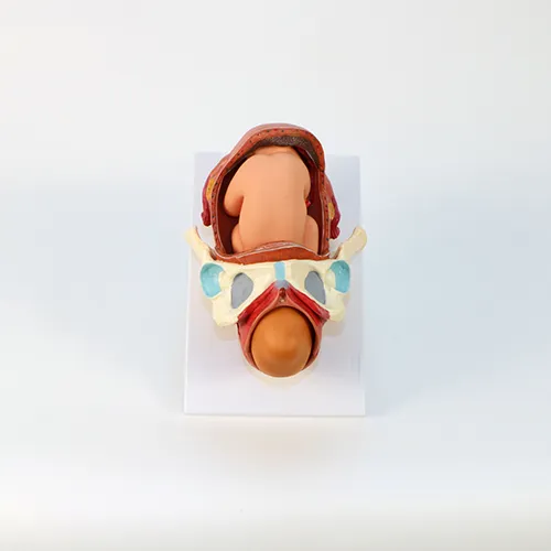 Pôrodný model – Obrázok 4