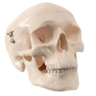 Zmenšený model ľudskej lebky, 3 časti - horná časť, základová časť, dolná čeľusť