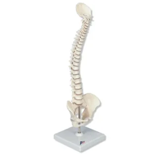 Zmenšená ľudská chrbtica, ohybná, anatomicky presná