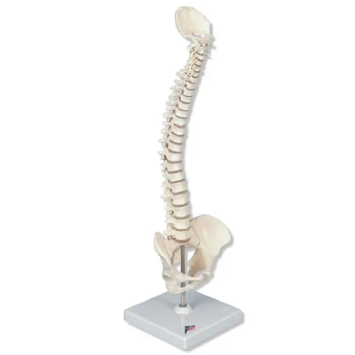 Zmenšená ľudská chrbtica, ohybná, anatomicky presná
