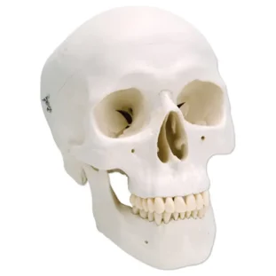 Klasický model ľudskej lebky, 3 časti
