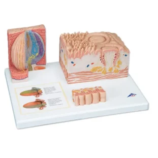 "3B MICROanatomy" jazyk