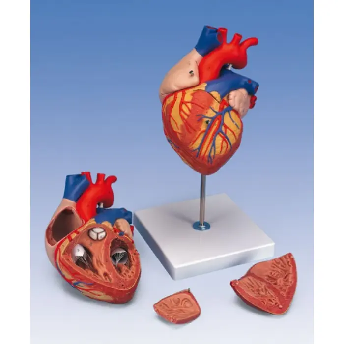 Model srdca