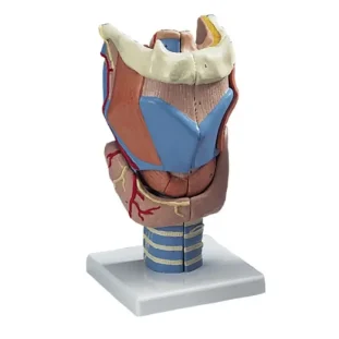 Model hrtana