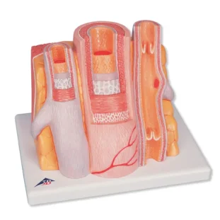 3B MICROanatomy model tepny a žily
