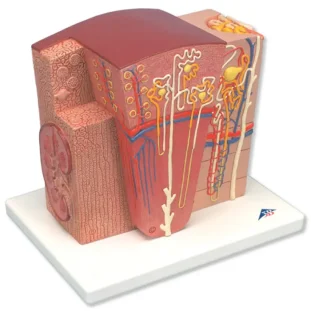 3B MICROanatomy model obličky