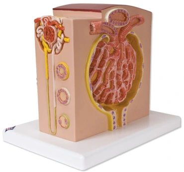 3B MICROanatomy model obličky – Obrázok 2