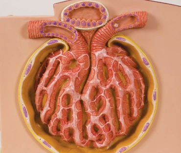 3B MICROanatomy model obličky – Obrázok 3