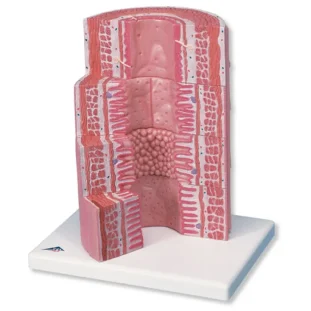 3B MICROanatomy model tráviacej sústavy