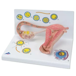 Model štádií oplodnenia a vývoja embrya, 2-krát zväčšené