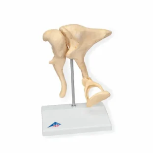 Sluchové kostičky - zväčšené 20 ×