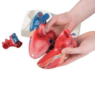 Magnetický model srdca, životná veľkosť, 5 častí