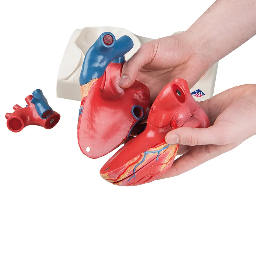Magnetický model srdca, životná veľkosť, 5 častí