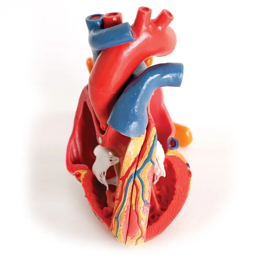 Magnetický model srdca, životná veľkosť, 5 častí – Obrázok 4