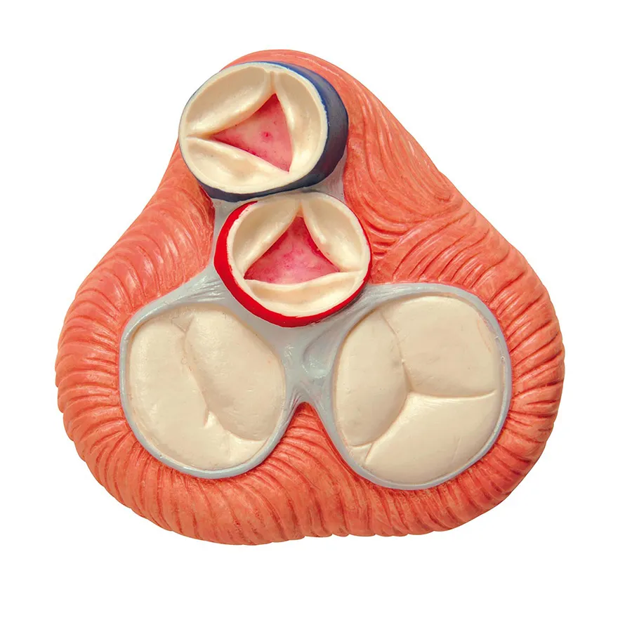 Magnetický model srdca, životná veľkosť, 5 častí – Obrázok 7