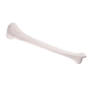 Holenná kosť (Tibia)