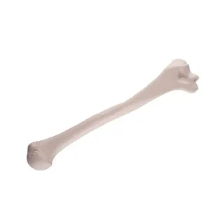 Ramenná kosť (Humerus)