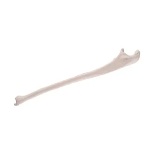 Lakťová kosť (Ulna)