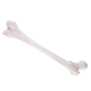 Stehenná kosť (Femur)