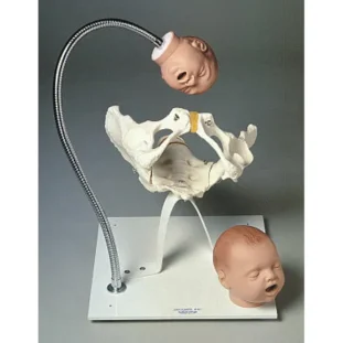 Panvová kosť a hlavičky na stojane