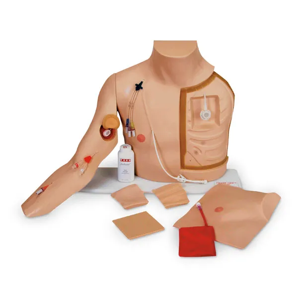 Hrudný model Chester